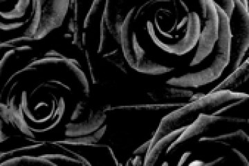 a close up of a flower